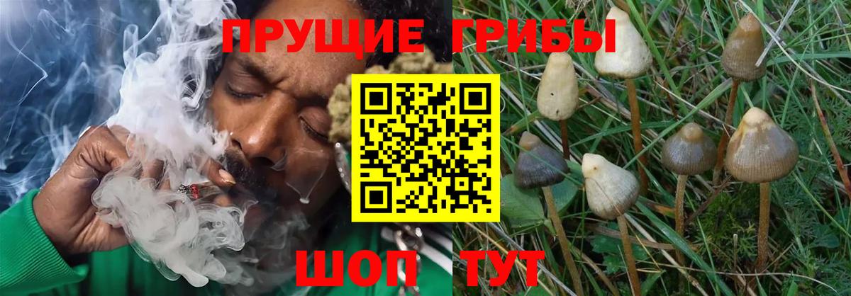 Галлюциногенные грибы Psilocybe Алушта